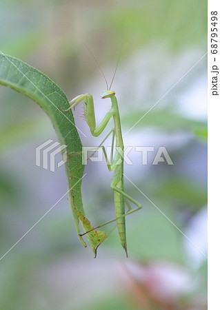 葉っぱにぶらさがる昆虫 カマキリ虫 イチジクの葉 の写真素材