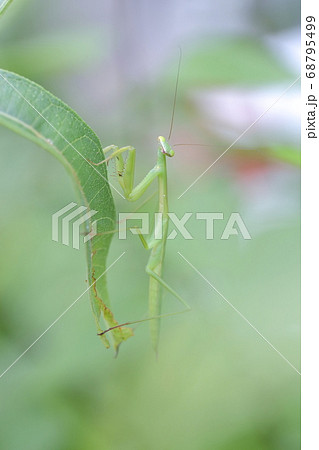 葉っぱにぶら下がり首をかしげるさま(カマキリ虫 イチジクの葉) 葉っぱにぶら下がり首をかしげるさま(カマキリ虫 イチジクの葉) 68795499