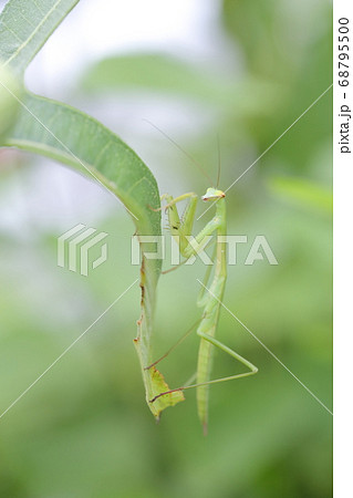 葉っぱにぶらさがる昆虫（カマキリ虫　イチジクの葉） 68795500