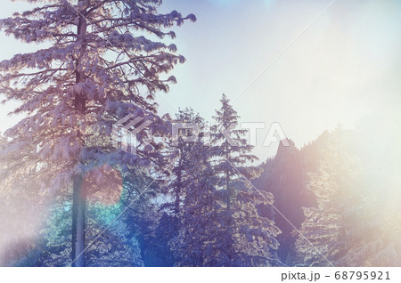 Winter forest Winter forest 68795921