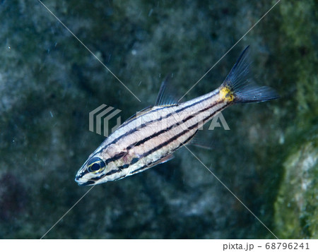 ヤライイシモチ 68796241