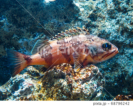 ユメカサゴ 68796242