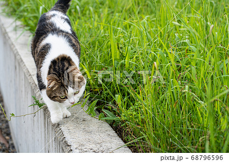 塀を歩く猫（スコティッシュ・フォールド） 68796596