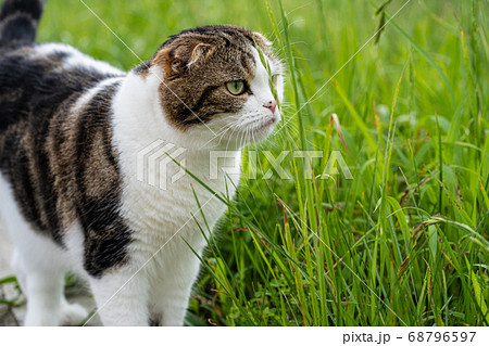 塀を歩く猫（スコティッシュ・フォールド） 68796597