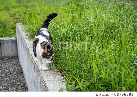 塀を歩く猫(スコティッシュ・フォールド) 塀を歩く猫(スコティッシュ・フォールド) 68796598