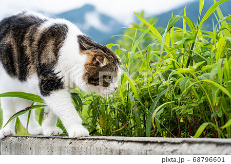 塀を歩く猫(スコティッシュ・フォールド) 塀を歩く猫(スコティッシュ・フォールド) 68796601