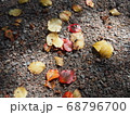 木漏れ日に照らされた落ち葉 68796700