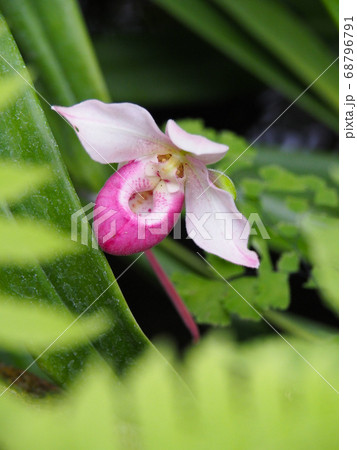 フラグミペディウム・シュリミー 68796791