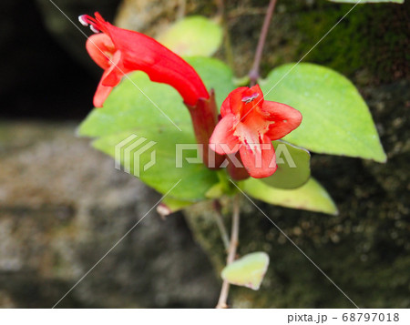 エスキナンサス・プルケール 68797018