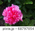 鮮やかな花　ピンクと緑のコントラスト 68797054