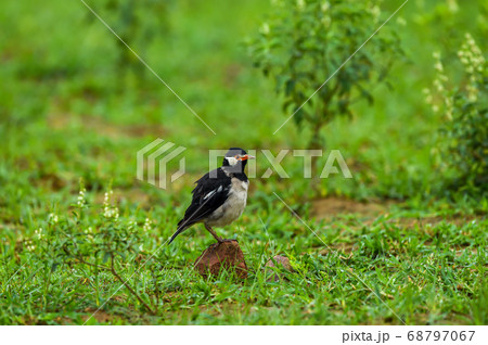 Pied myna or Asian pied starling or Gracupica contra ground perched in natural green background at keoladeo national park or bharatpur bird sanctuary rajasthan india 68797067