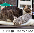眠る猫 68797122