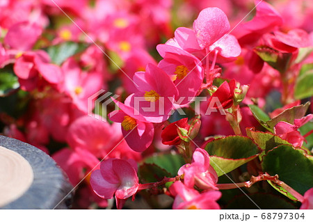ピンクの小さな花の写真素材