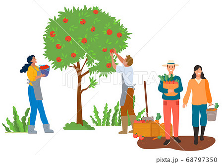 Autumn Season Picking Apples and Carrots Vector Autumn Season Picking Apples and Carrots Vector 68797350