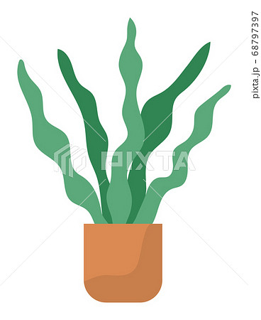 Decorative green plant with long leaves in ceramic pot, pot with houseplant. Home interior plant Decorative green plant with long leaves in ceramic pot, pot with houseplant. Home interior plant 68797397