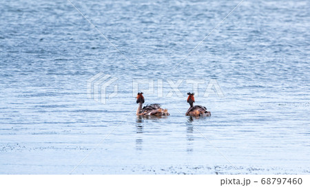 Two waterfowl birds Great Crested Grebes swim in the lake 68797460