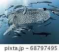 Whale Shark 68797495