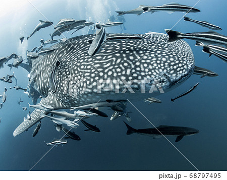 Whale Shark Whale Shark 68797495