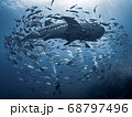 Whale Shark 68797496