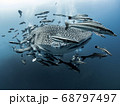 Whale Shark 68797497