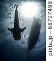 Whale Shark 68797498