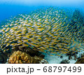 Snapper School 68797499
