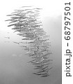 Barracuda School 68797501