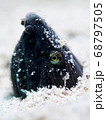 Snake Ell 68797505
