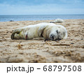 Grey Seal Pup 68797508