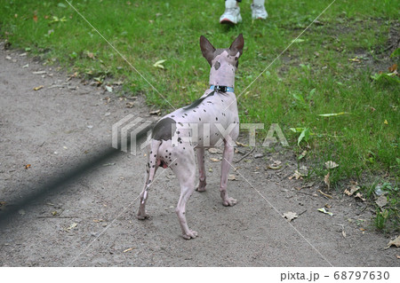 American Hairless Terrier in park 68797630