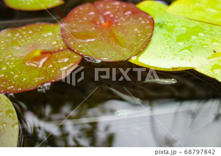 ビオトープのスイレンの葉と白いメダカ2匹 68797842