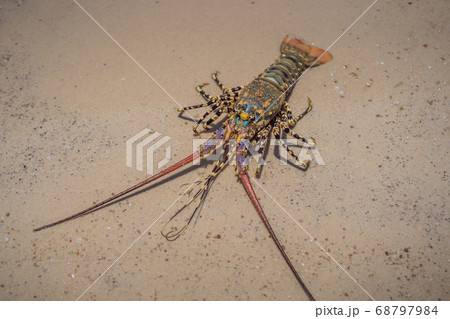 Spiny lobster inhabits tropical and subtropical waters 68797984
