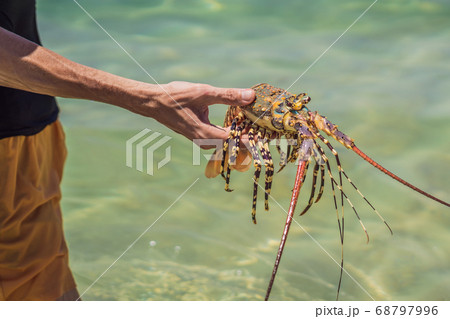 Lobster in the hands of a diver. Spiny lobster inhabits tropical and subtropical waters Lobster in the hands of a diver. Spiny lobster inhabits tropical and subtropical waters 68797996