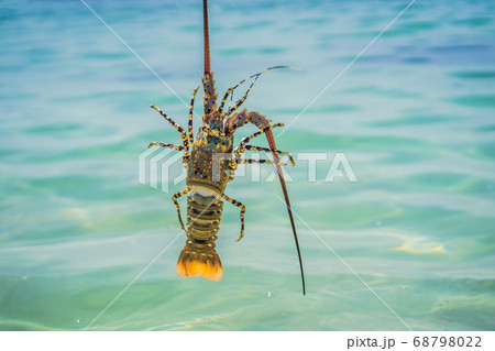 Lobster in the hands of a diver. Spiny lobster inhabits tropical and subtropical waters Lobster in the hands of a diver. Spiny lobster inhabits tropical and subtropical waters 68798022