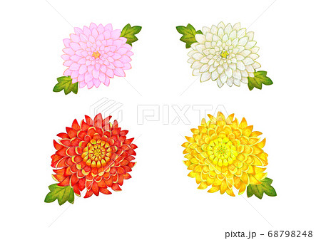 菊の花4種類のイラスト素材