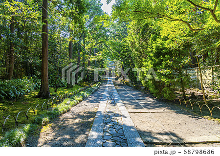 【神奈川県】鎌倉　緑が生い茂る寿福寺の参道 68798686