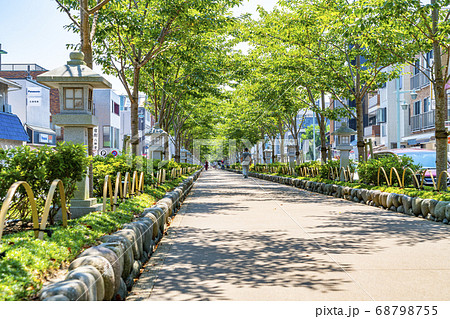 神奈川県 鎌倉 夏の緑が綺麗な鶴岡八幡宮の段葛の写真素材