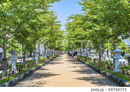 神奈川県 鎌倉 夏の緑が綺麗な鶴岡八幡宮の段葛の写真素材