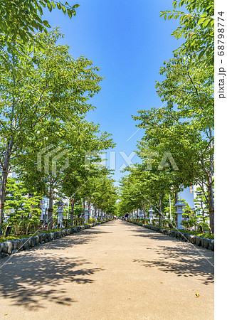 神奈川県 鎌倉 夏の緑が綺麗な鶴岡八幡宮の段葛の写真素材
