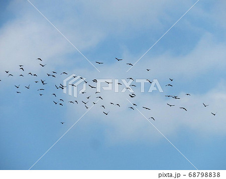 鳩 68798838