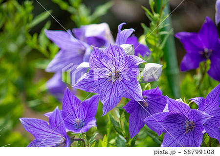 桔梗（キキョウ）　学名： Platycodon grandiflorus　生薬原料 68799108