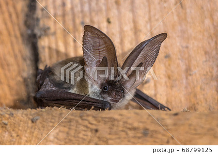 Grey long eared bat Grey long eared bat 68799125