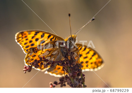 Queen of Spain fritillary 68799229