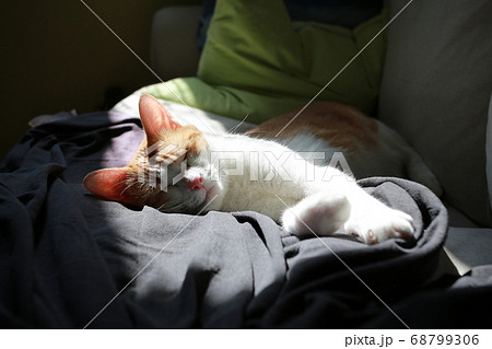 cat is napping on the bed 68799306