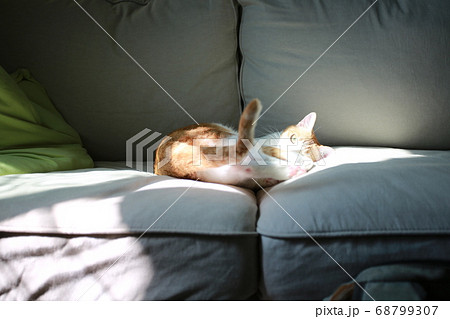 cat is napping on the bed 68799307