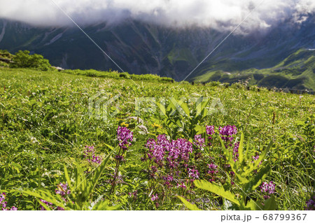 【北アルプス・立山】 室堂 立山連峰と高山植物 【北アルプス・立山】 室堂 立山連峰と高山植物 68799367
