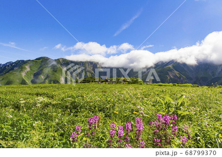 【北アルプス・立山】 室堂 立山連峰と高山植物 68799370