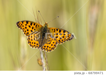 Queen of Spain fritillary Queen of Spain fritillary 68799471