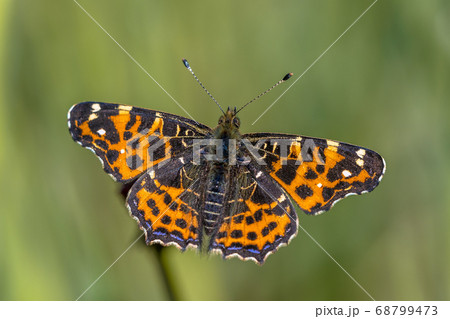 Map butterfly first generation 68799473