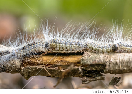 Oak processionary caterpillars Oak processionary caterpillars 68799513